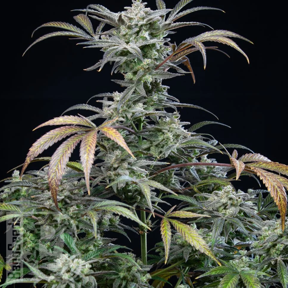 Семена ганжа  Auto Tengiz feminised Bang Seeds