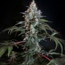 Семена ганжа  Auto Tengiz feminised Bang Seeds