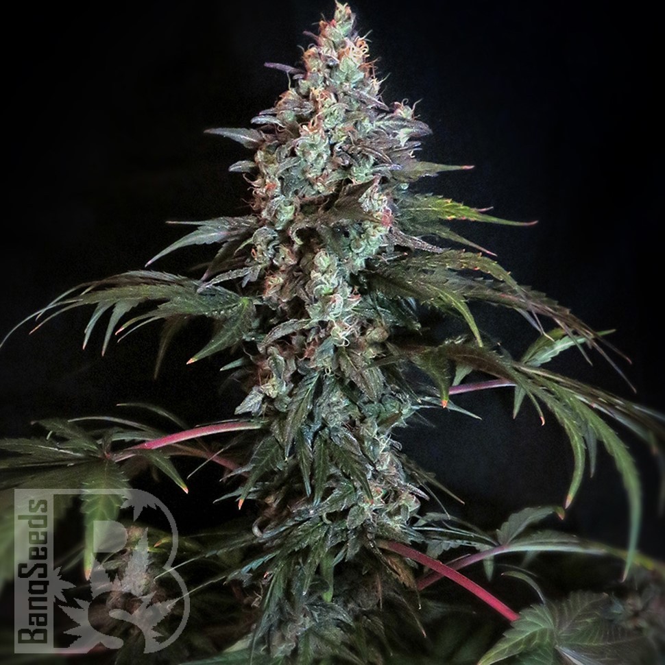 Семена ганжа  Auto Tengiz feminised Bang Seeds
