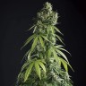 Семена ганжа  Auto Tengiz feminised Bang Seeds
