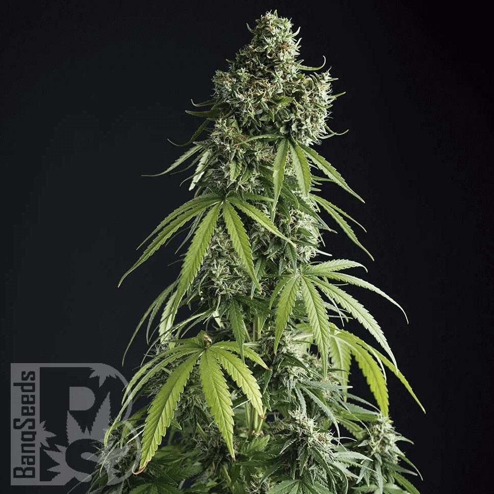 Семена ганжа  Auto Tengiz feminised Bang Seeds