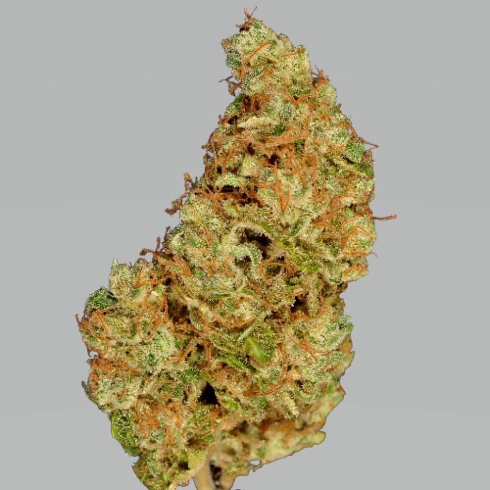 Купить семена для новичка Pablo Escobar 