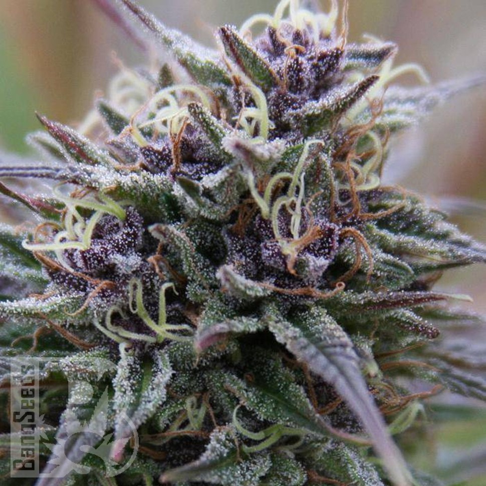 Семена каннабиса  Auto Purple Sunset feminised Ganja Seeds