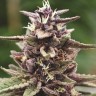 Семена каннабиса  Auto Purple Sunset feminised Ganja Seeds