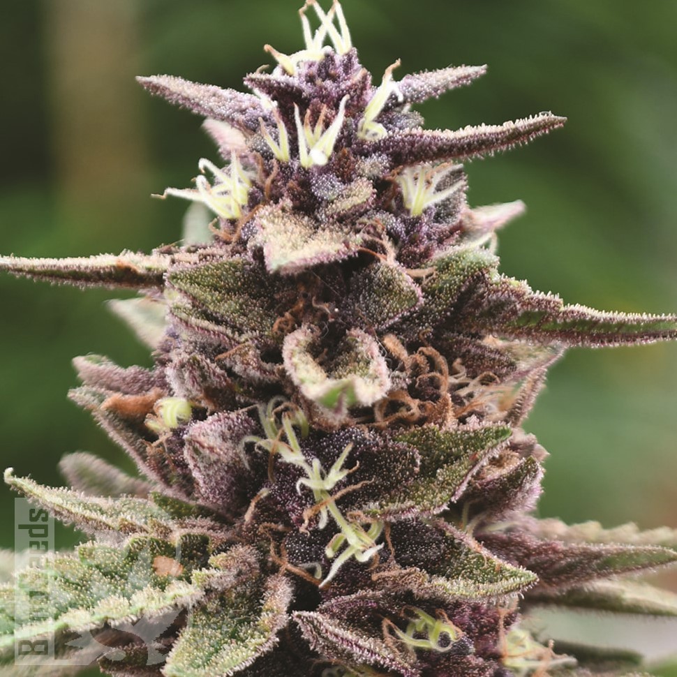 Семена каннабиса  Auto Purple Sunset feminised Ganja Seeds