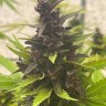 Семена каннабиса  Auto Purple Sunset feminised Ganja Seeds