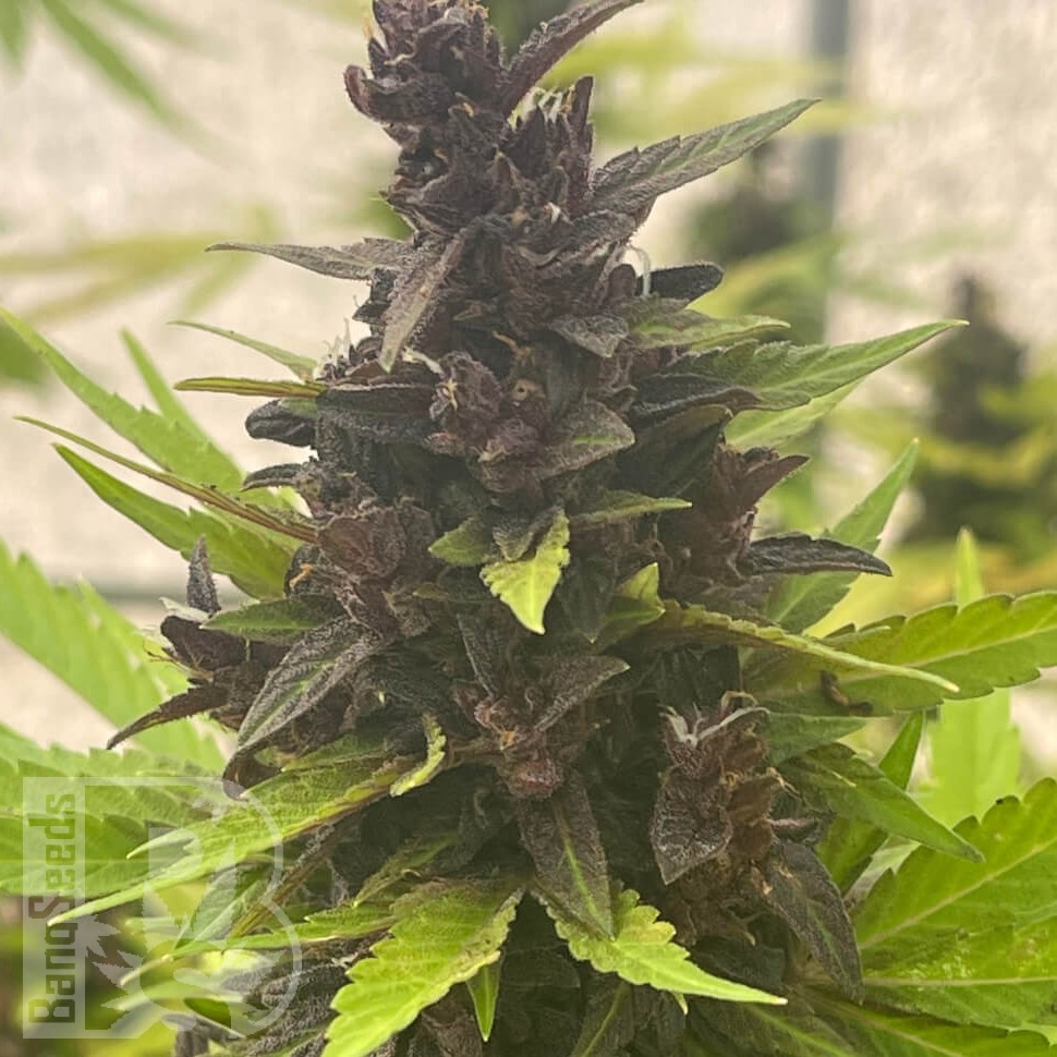 Семена каннабиса  Auto Purple Sunset feminised Ganja Seeds