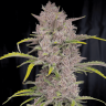 Семена каннабиса  Auto Purple Sunset feminised Ganja Seeds
