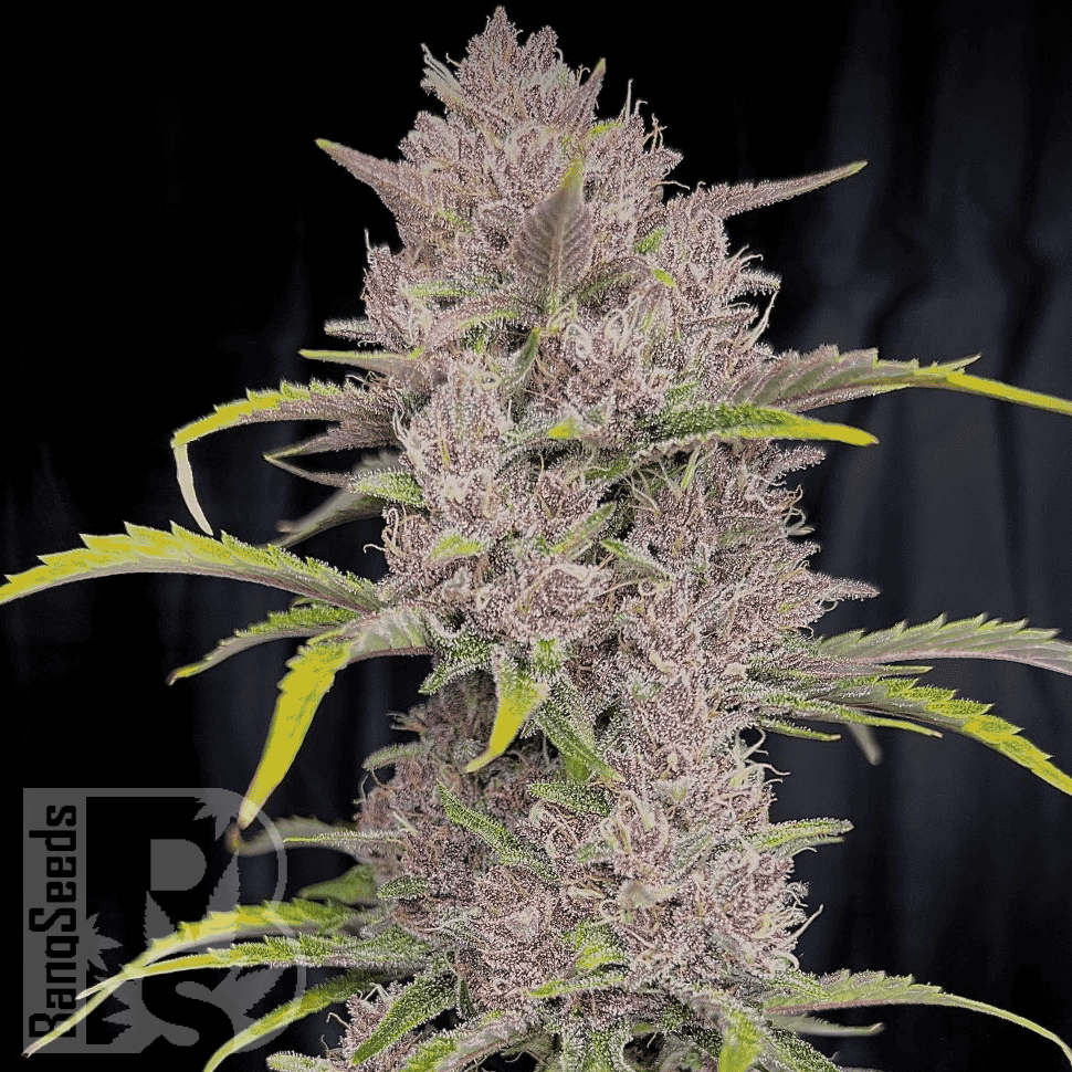 Семена каннабиса  Auto Purple Sunset feminised Ganja Seeds