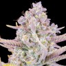 Семена каннабиса  Auto Purple Sunset feminised Ganja Seeds