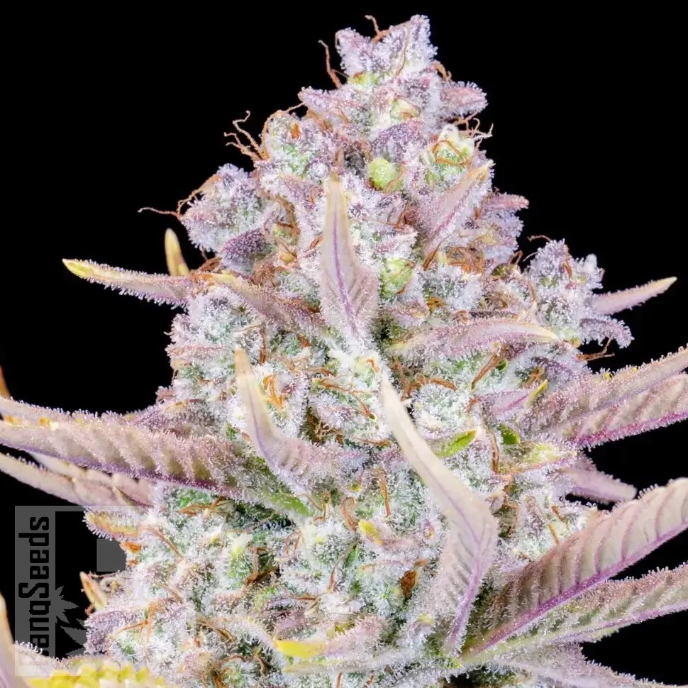 Семена каннабиса  Auto Purple Sunset feminised Ganja Seeds