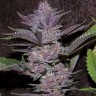 Семена каннабиса  Auto Purple Sunset feminised Ganja Seeds