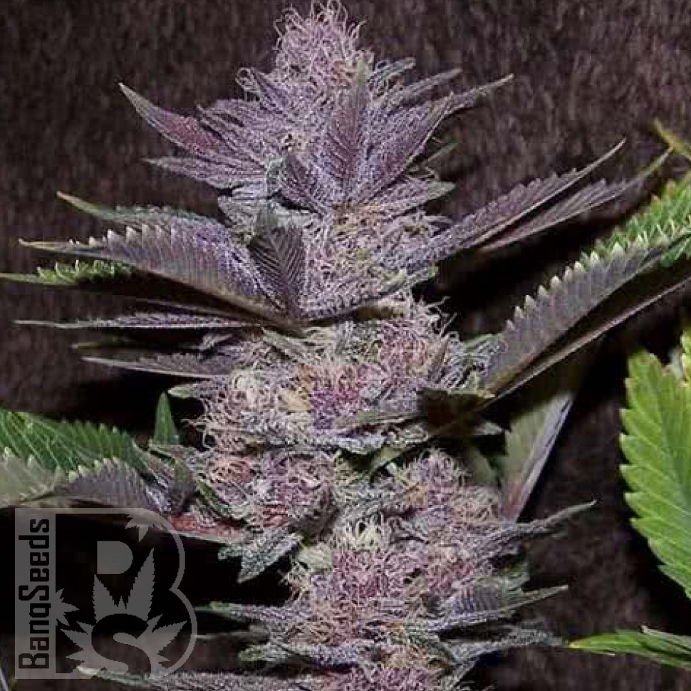 Семена каннабиса  Auto Purple Sunset feminised Ganja Seeds