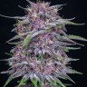 Семена каннабиса  Auto Purple Sunset feminised Ganja Seeds