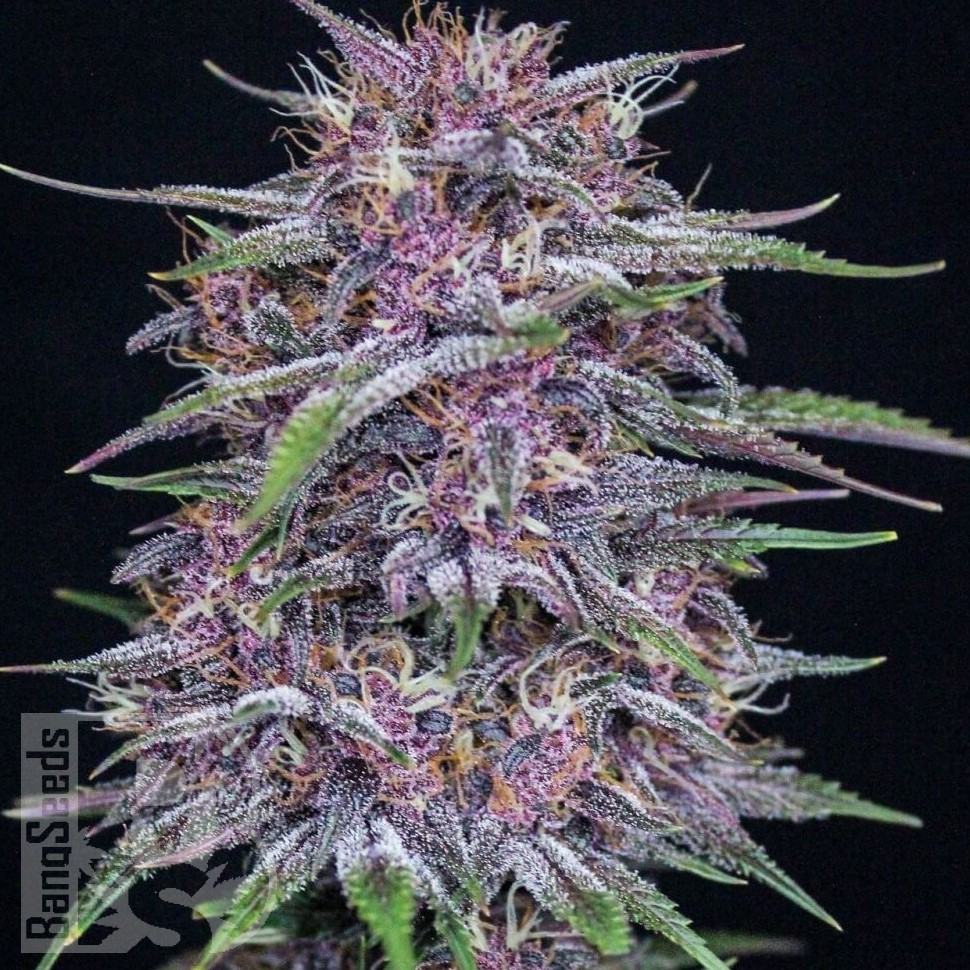 Семена каннабиса  Auto Purple Sunset feminised Ganja Seeds