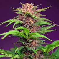 Auto Mimosa Bruce Banner XL feminised Ganja Seeds