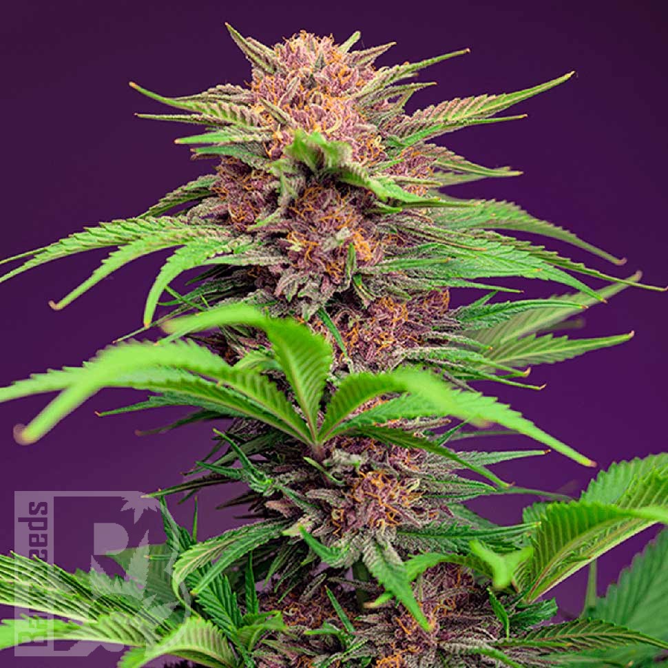 Семена конопли  Auto Mimosa Bruce Banner XL feminised Ganja Seeds