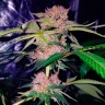 Семена конопли  Auto Mimosa Bruce Banner XL feminised Ganja Seeds