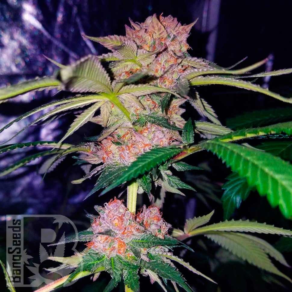 Семена конопли  Auto Mimosa Bruce Banner XL feminised Ganja Seeds