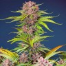 Семена конопли  Auto Mimosa Bruce Banner XL feminised Ganja Seeds