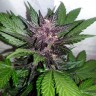 Auto Purple Punch feminised Ganja Seeds