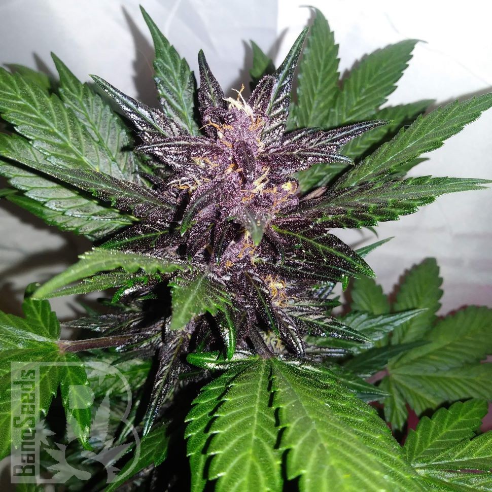 Auto Purple Punch feminised Ganja Seeds