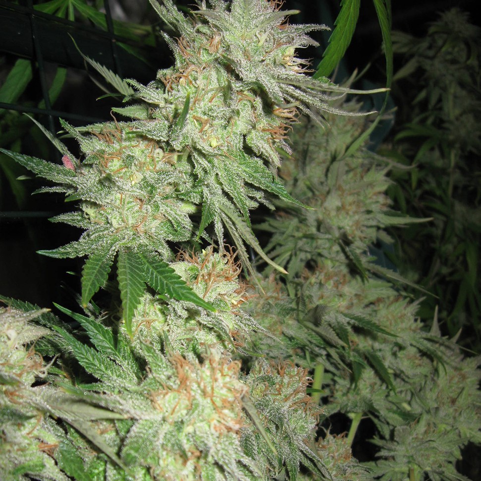 Семена марихуаны  G13 Skunk feminised Ganja Seeds