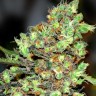 Семена марихуаны  G13 Skunk feminised Ganja Seeds
