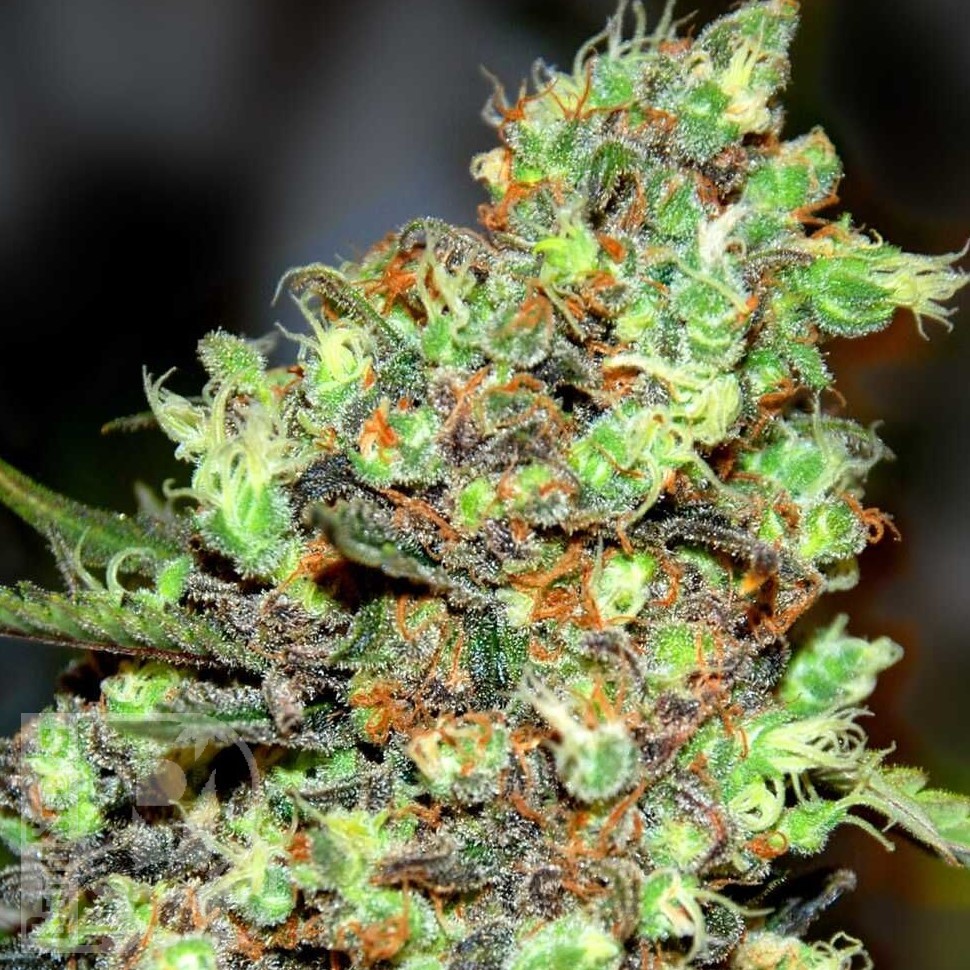 Семена марихуаны  G13 Skunk feminised Ganja Seeds