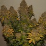 Семена марихуаны  G13 Skunk feminised Ganja Seeds