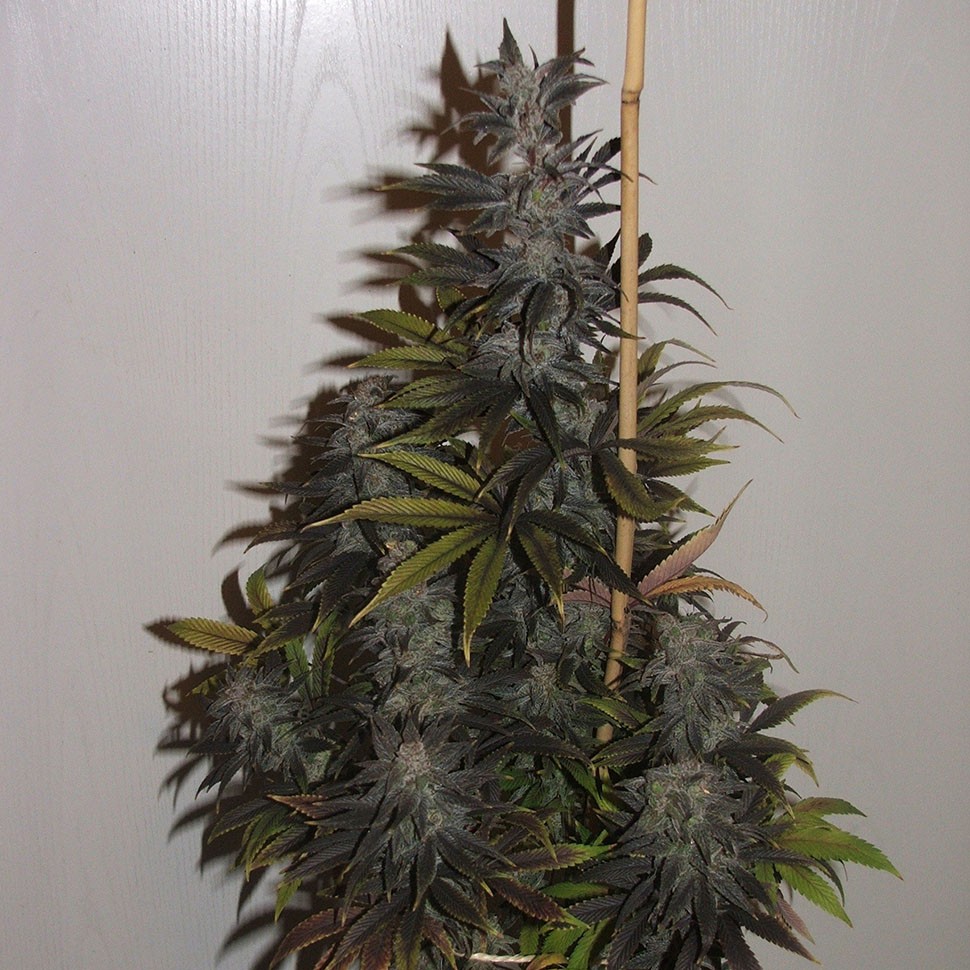 Семена  Auto Tobol feminised Bang Seeds