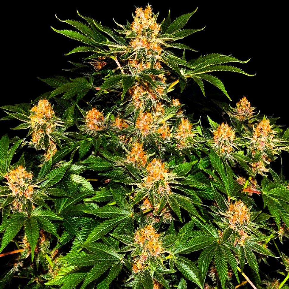 Семена каннабиса  Purple Punch feminised Ganja Seeds