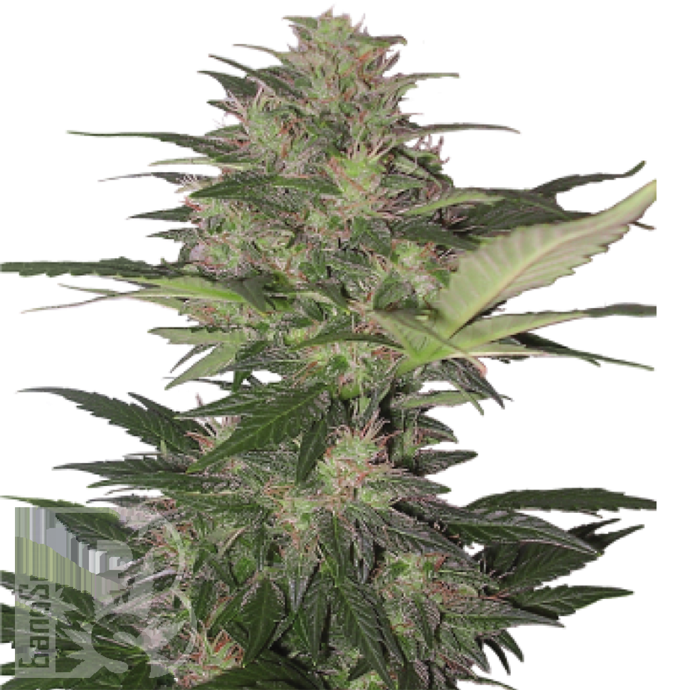 Семена марихуаны  Auto Red Dwarf feminised Ganja Seeds