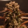 Семена марихуаны  Auto Red Dwarf feminised Ganja Seeds
