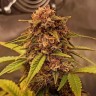 Семена марихуаны  Auto Red Dwarf feminised Ganja Seeds