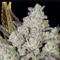 Auto Gorilla Cookies feminised Ganja Seeds