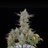 Семена  Auto Gorilla Cookies feminised Ganja Seeds