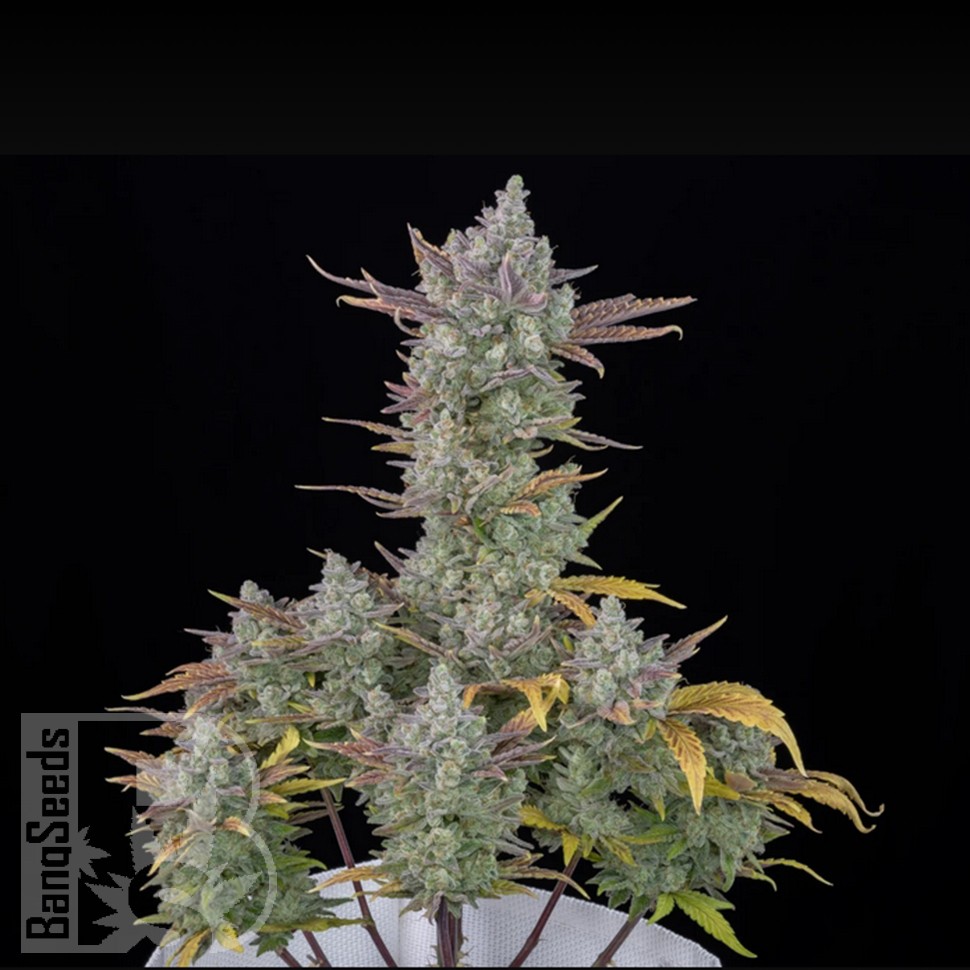 Семена  Auto Gorilla Cookies feminised Ganja Seeds