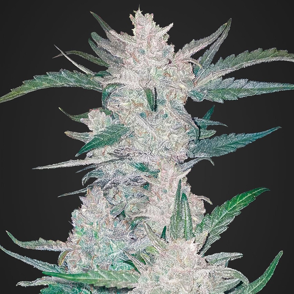 Семена конопли  Auto Mexican Airlines regular Ganja Seeds