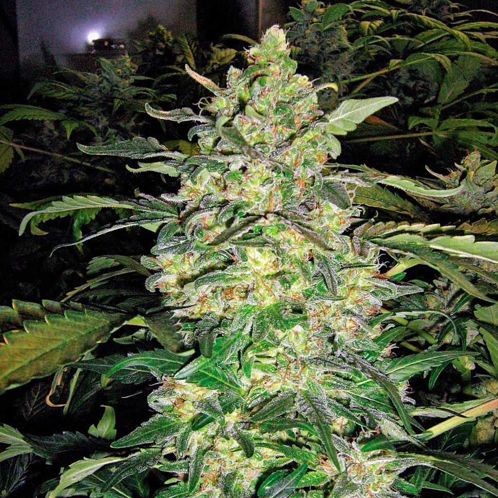 Семена  Great White Shark feminised Ganja Seeds