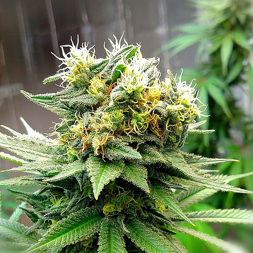 Семена  Auto Turgai feminised Bang Seeds