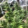 Семена  Auto Turgai feminised Bang Seeds