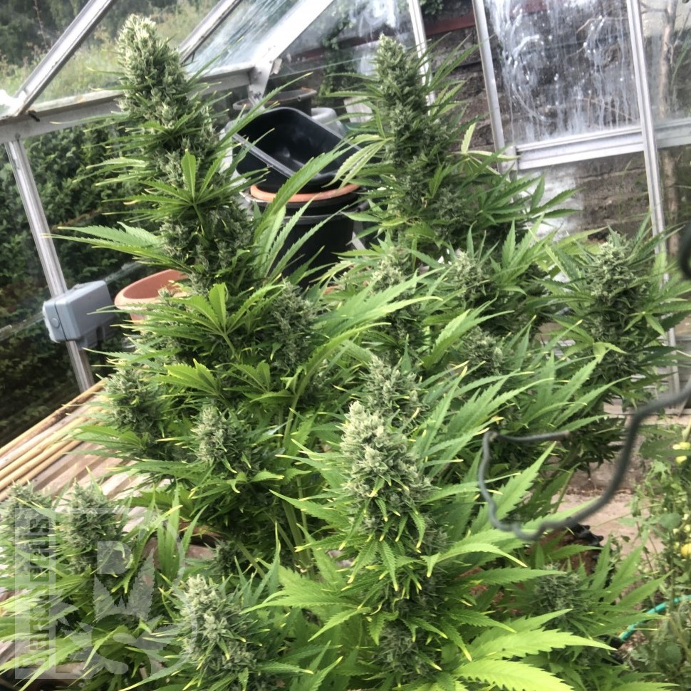 Семена  Auto Turgai feminised Bang Seeds