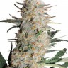 Семена  Auto Turgai feminised Bang Seeds