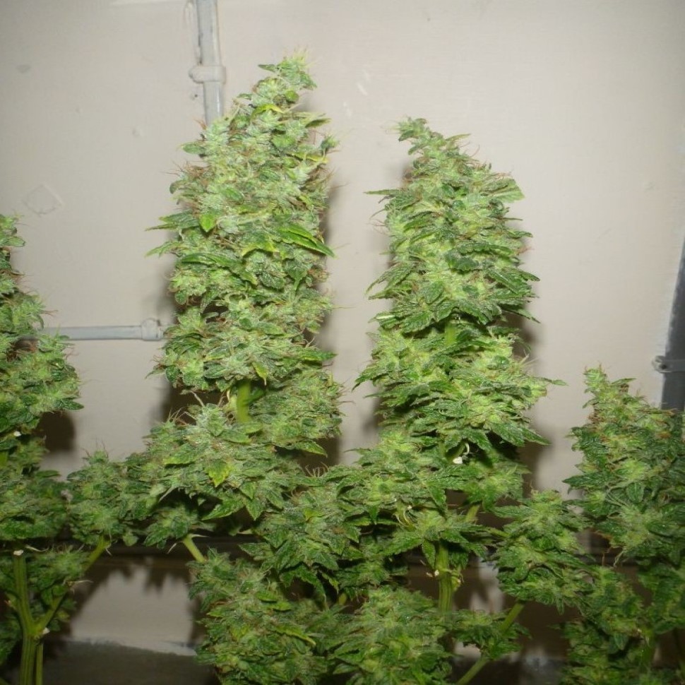 Семена конопли  Tangerine Dream feminised Ganja Seeds