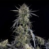 Семена конопли  Auto Pound Cake feminised Ganja Seeds