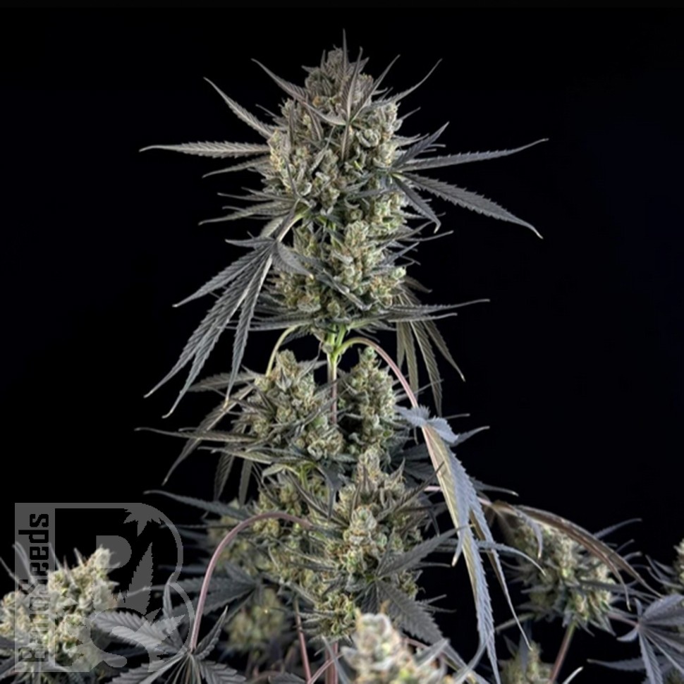 Семена конопли  Auto Pound Cake feminised Ganja Seeds