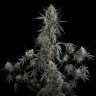 Семена конопли  Auto Pound Cake feminised Ganja Seeds