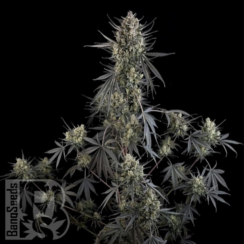 Семена конопли  Auto Pound Cake feminised Ganja Seeds