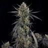 Семена конопли  Auto Pound Cake feminised Ganja Seeds